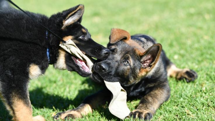 Ein Schäferhund hat einen Teenager zerfleischt.