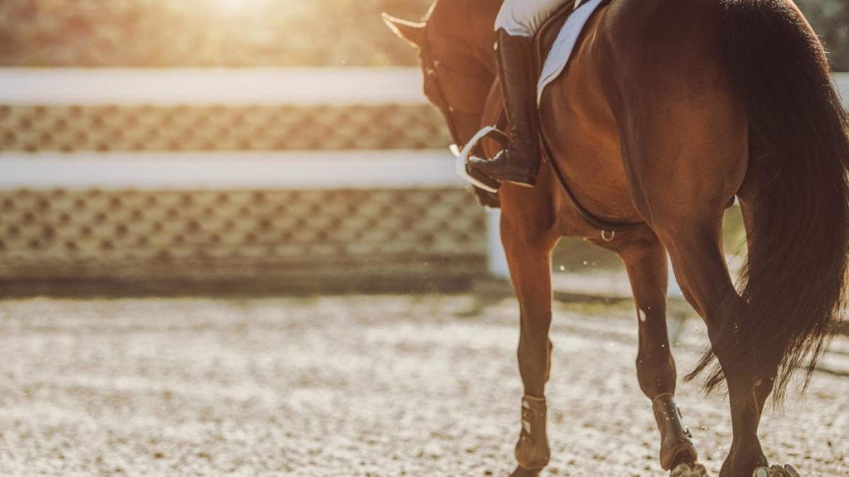 Aktuelle Nachrichten rund ums Reiten lesen Sie hier auf news.de. (Foto)