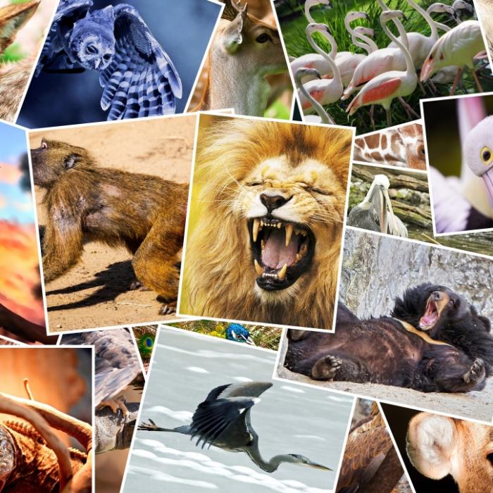 12 Affen in Hongkonger Zoo gestorben - mysteriöser Tod sorgt für Debatte