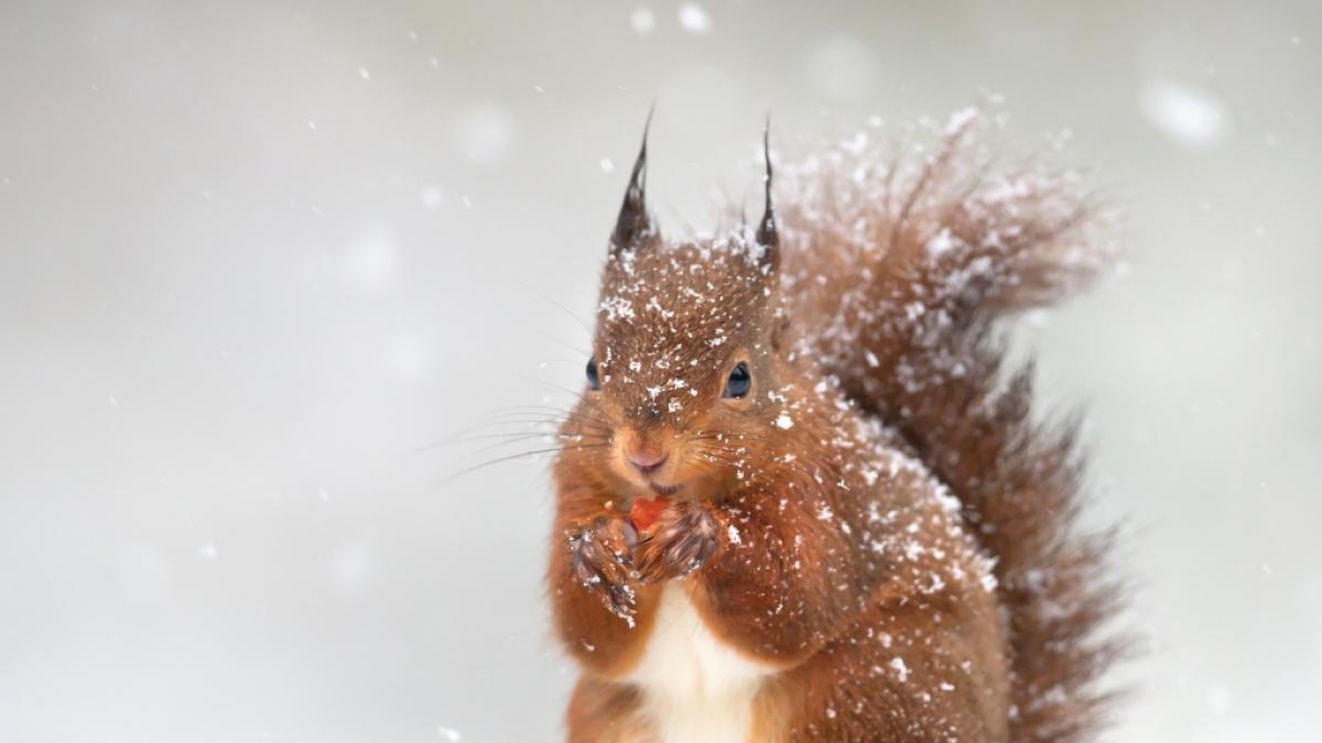 Schl&auml;gt der Winter nun eiskalt in Deutschland zu? (Foto)