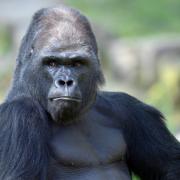 Im Loro Parque auf Teneriffa wurde ein Mann im Gorilla-Kostüm lebensgefährlich verletzt.
