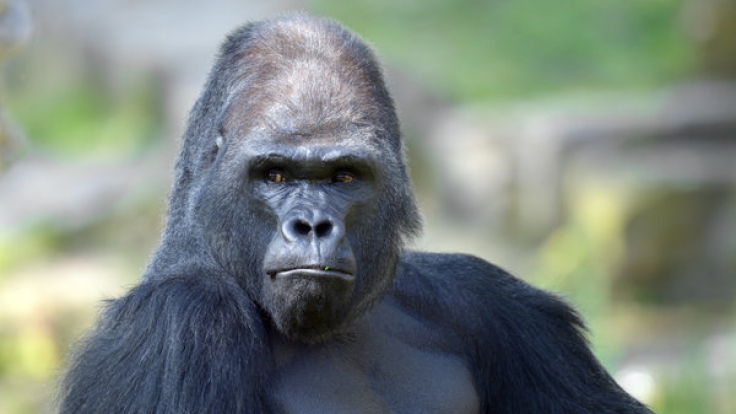 Im Loro Parque auf Teneriffa wurde ein Mann im Gorilla-Kostüm lebensgefährlich verletzt.