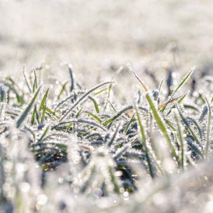 Polarluft flutet Deutschland! Wetterdienst warnt vor Frost