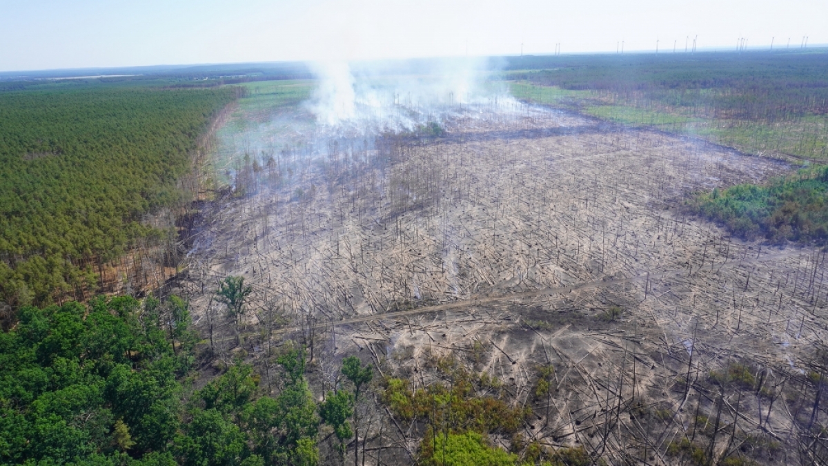 Das Luftbild zeigt ein Areal des Waldbrandgebiets bei Treuenbrietzen. (Foto)