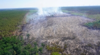 Das Luftbild zeigt ein Areal des Waldbrandgebiets bei Treuenbrietzen.
