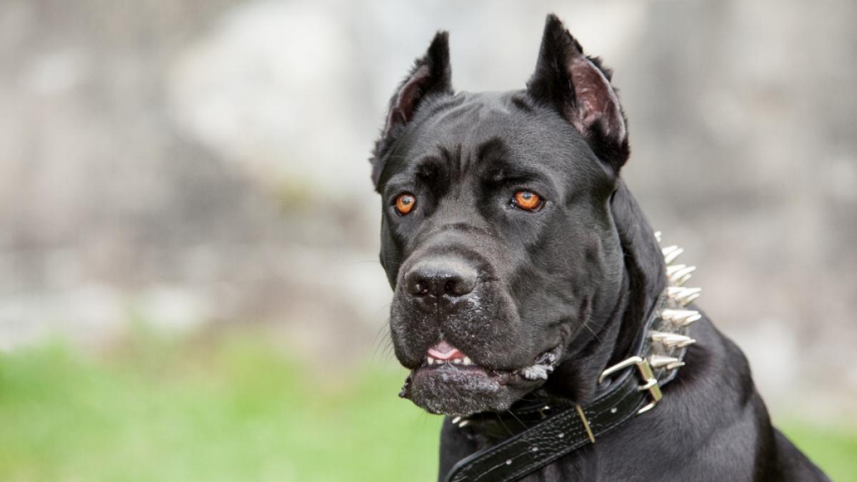 In England ist ein Junge (12) nur knapp dem Tod entgangen. Das Kind wurde von zwei Hunden attackiert und schwer verletzt. (Foto)