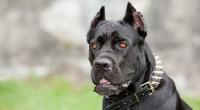 In England ist ein Junge (12) nur knapp dem Tod entgangen. Das Kind wurde von zwei Hunden attackiert und schwer verletzt.