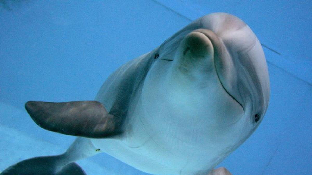 Delfin im Delfinarium in N&uuml;rnberg:Die T&uuml;mmler verdr&auml;ngen die Affen als intelligenteste Spezies im Tierreich. (Foto)