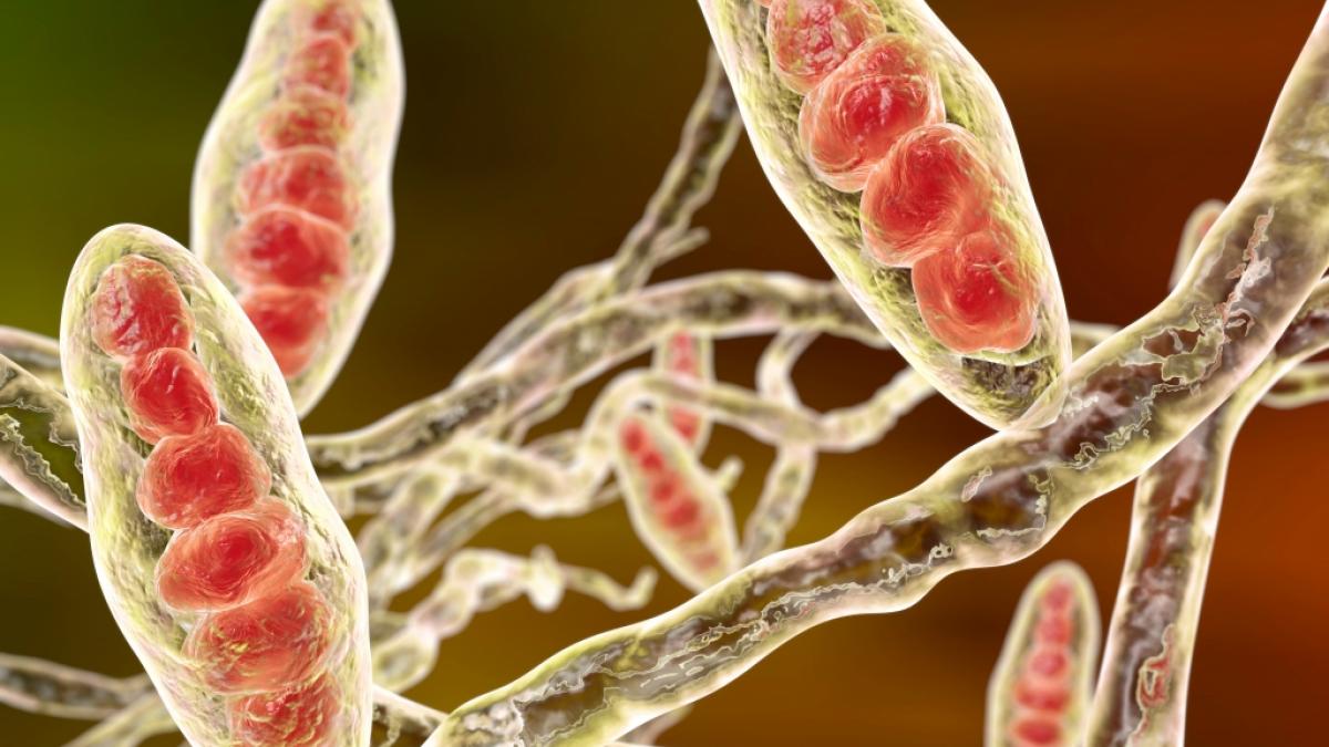 Experten warnen vor der Ausbreitung eines "Genital-Superpilzes", der nur schwer behandelbar sei. (Foto)