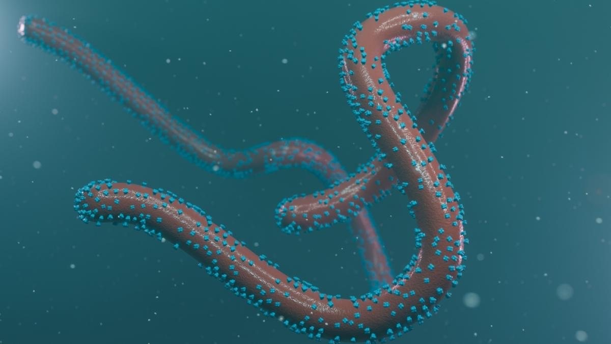 In Ghana wurden zwei F&auml;lle des lebensgef&auml;hrlichen Marburg-Fiebers entdeckt. (Foto)