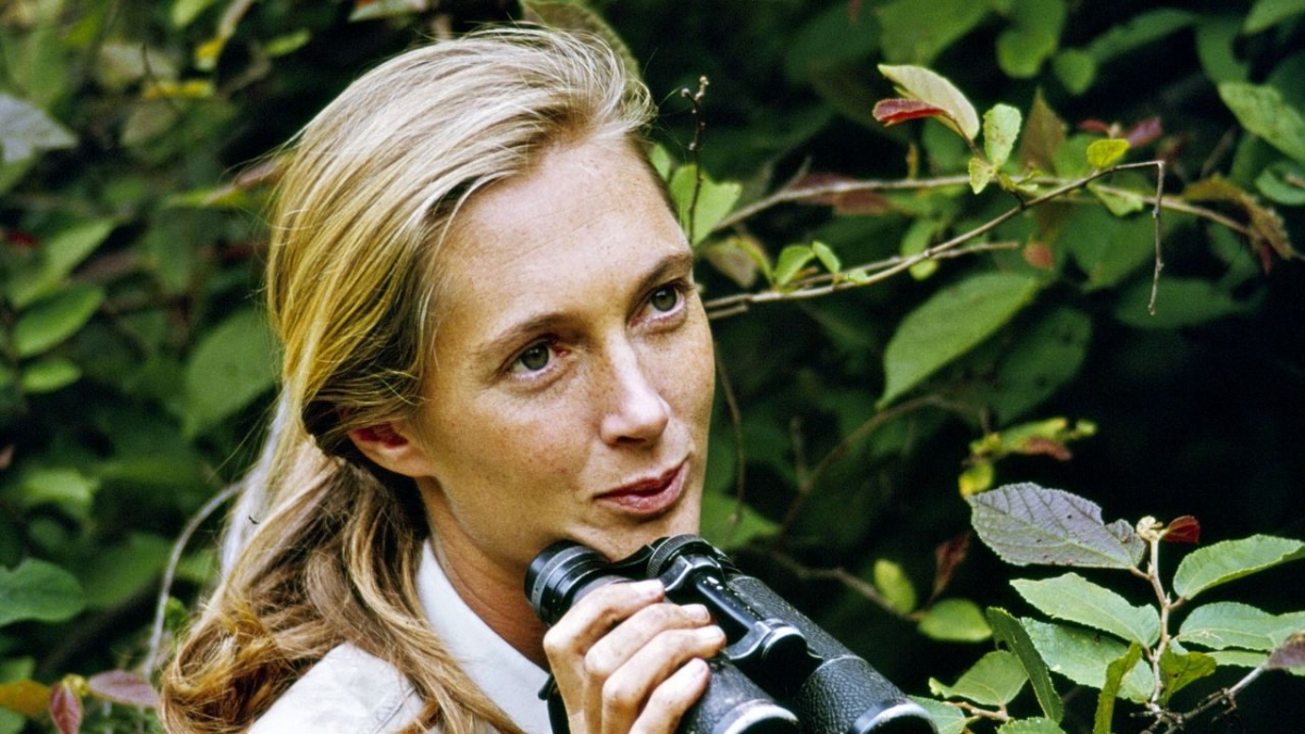 Primatenforschung - Eine Dom&auml;ne starker Frauen bei Arte (Foto)