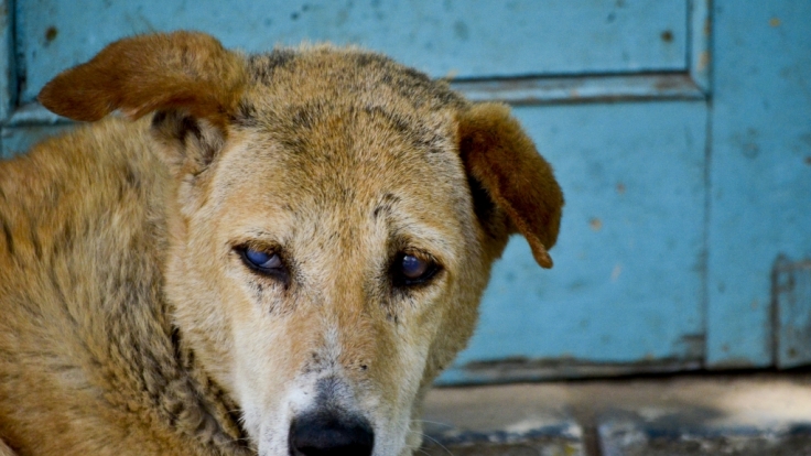 In Indien sollen Straßenhunde ein Baby getöten haben.