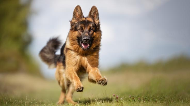 In Krefeld attackierte ein Hund mehrere Kinder. (Symbolbild)