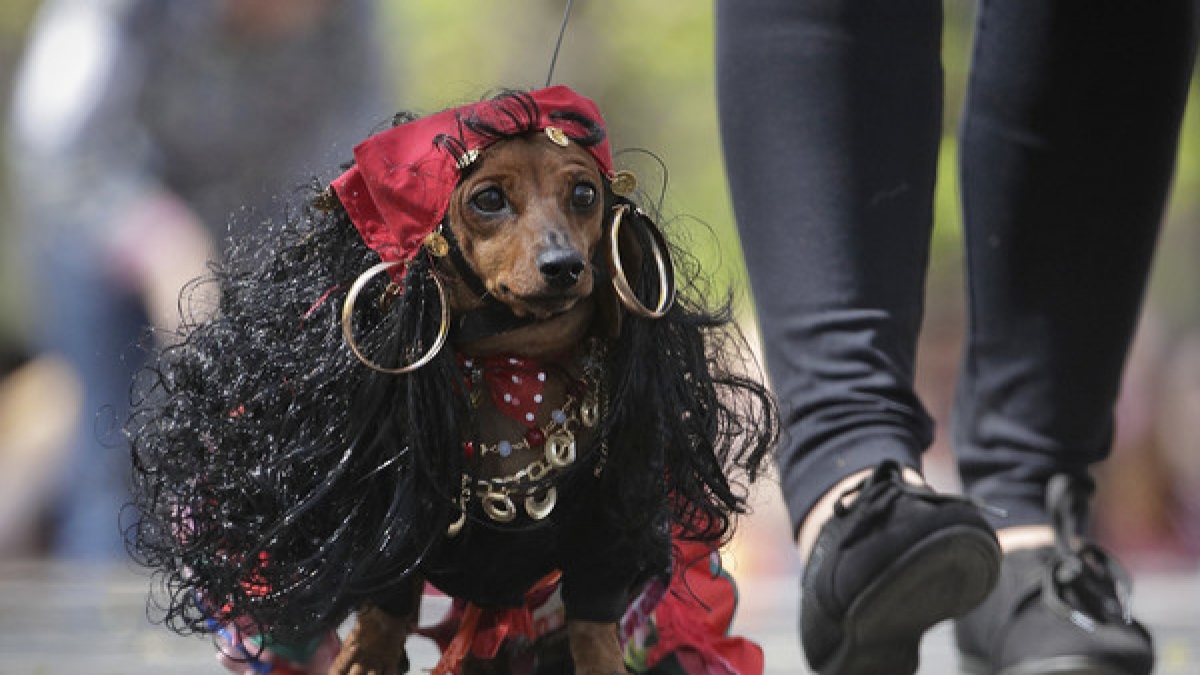 Wer h&auml;tte gedacht, dass ein kurzbeiniger Hund als rassige Zigeunerin eine so passable Figur abgibt? (Foto)