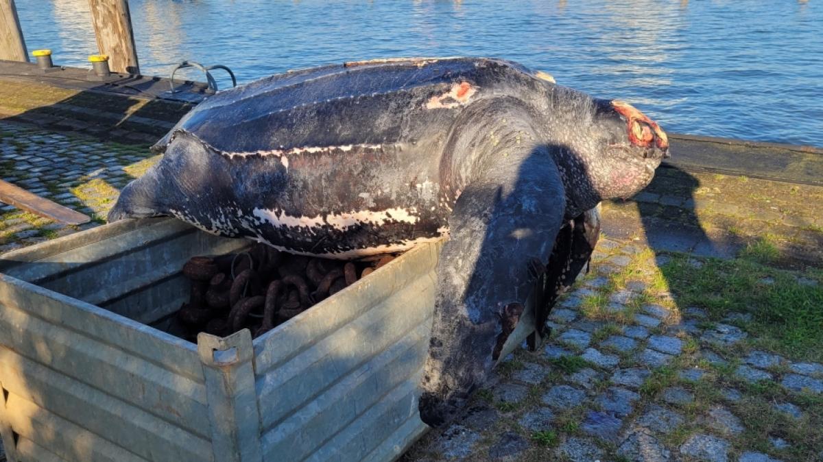 Eine verendete Lederschildkr&ouml;te liegt auf einer Kiste im Hafen von B&uuml;sum. (Foto)