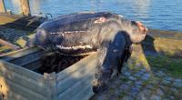 Eine verendete Lederschildkröte liegt auf einer Kiste im Hafen von Büsum.