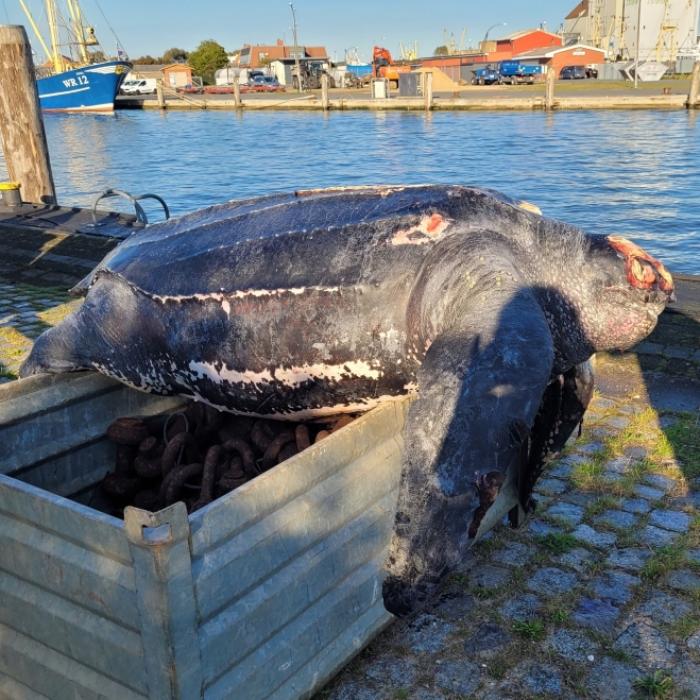 Schock-Entdeckung! Riesenschildkröte von Schiffsschraube zerfetzt