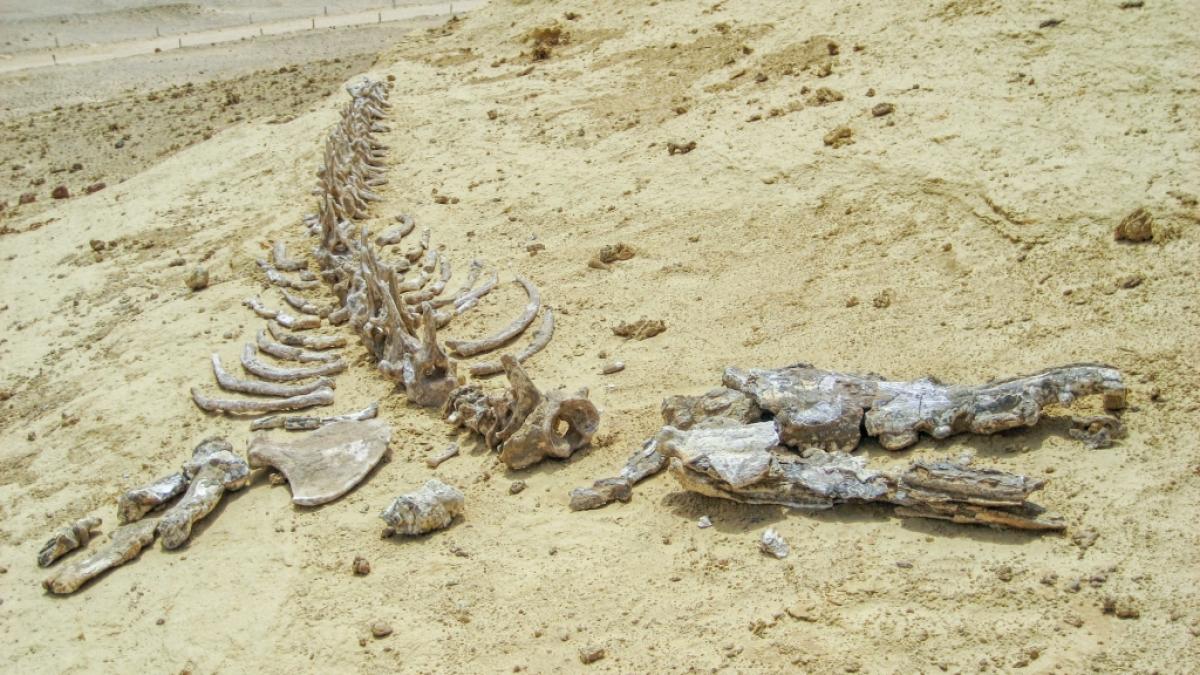 In &Auml;gypten wurde das Fossil eines vierbeinigen Wals gefunden. (Symbolbild) (Foto)