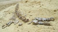 In Ägypten wurde das Fossil eines vierbeinigen Wals gefunden. (Symbolbild)