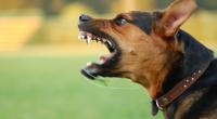 Ein Familienhund hat in Irland ein vier Monate altes Mädchen getötet. (Symbolfoto)