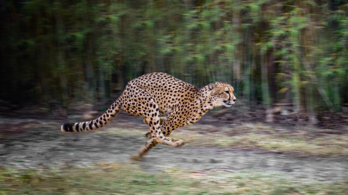 Ein 17-j&auml;hriger deutscher Sch&uuml;ler wurde im Safaripark&nbsp;Beekse Bergen von einem Geparden gebissen. (Symbolfoto) (Foto)