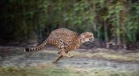 Ein 17-jähriger deutscher Schüler wurde im Safaripark Beekse Bergen von einem Geparden gebissen. (Symbolfoto)