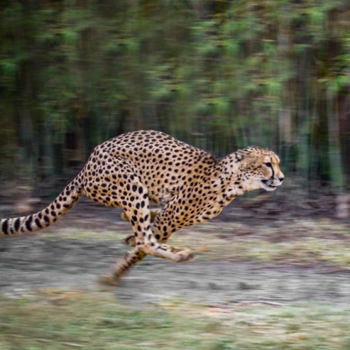 Raubkatze will deutschen Schüler (17) im Safaripark zerfetzen