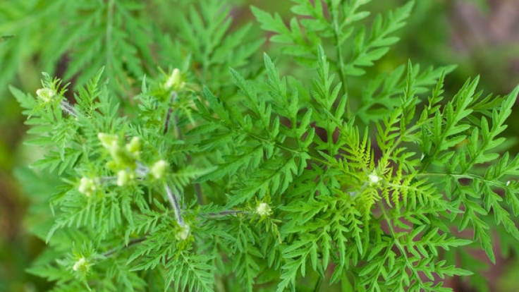 Die Ambrosia-Pflanze wird in Deutschland immer mehr zur Plage und Gefahr für Allergiker.