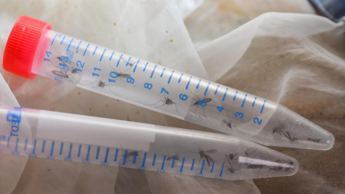 Der Stich einer einzigen infizierten M&uuml;cke gen&uuml;gt, um sich mit dem West-Nil-Virus anzustecken. (Foto)