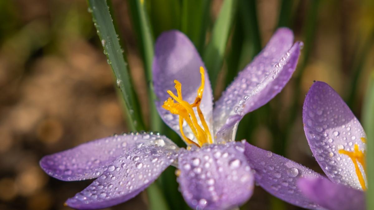 Der Fr&uuml;hling kippt. (Foto)