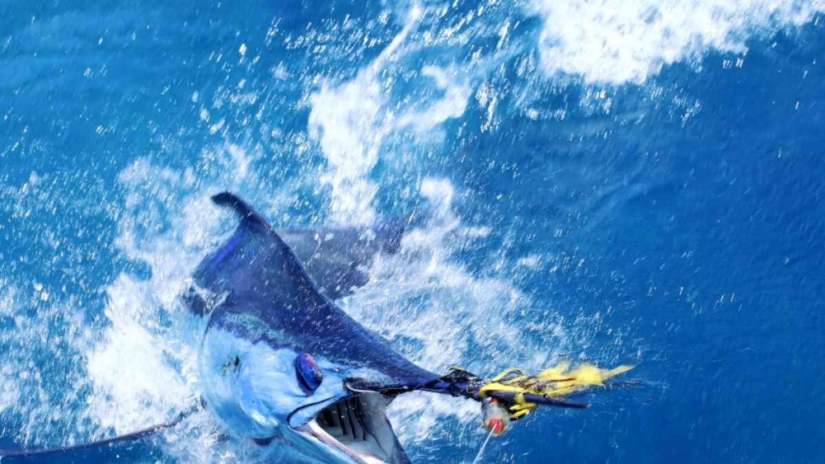 Australische Angler haben mit ihrem Fang einen Rekord aufgestellt. (Symbolbild) (Foto)