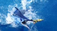 Australische Angler haben mit ihrem Fang einen Rekord aufgestellt. (Symbolbild)