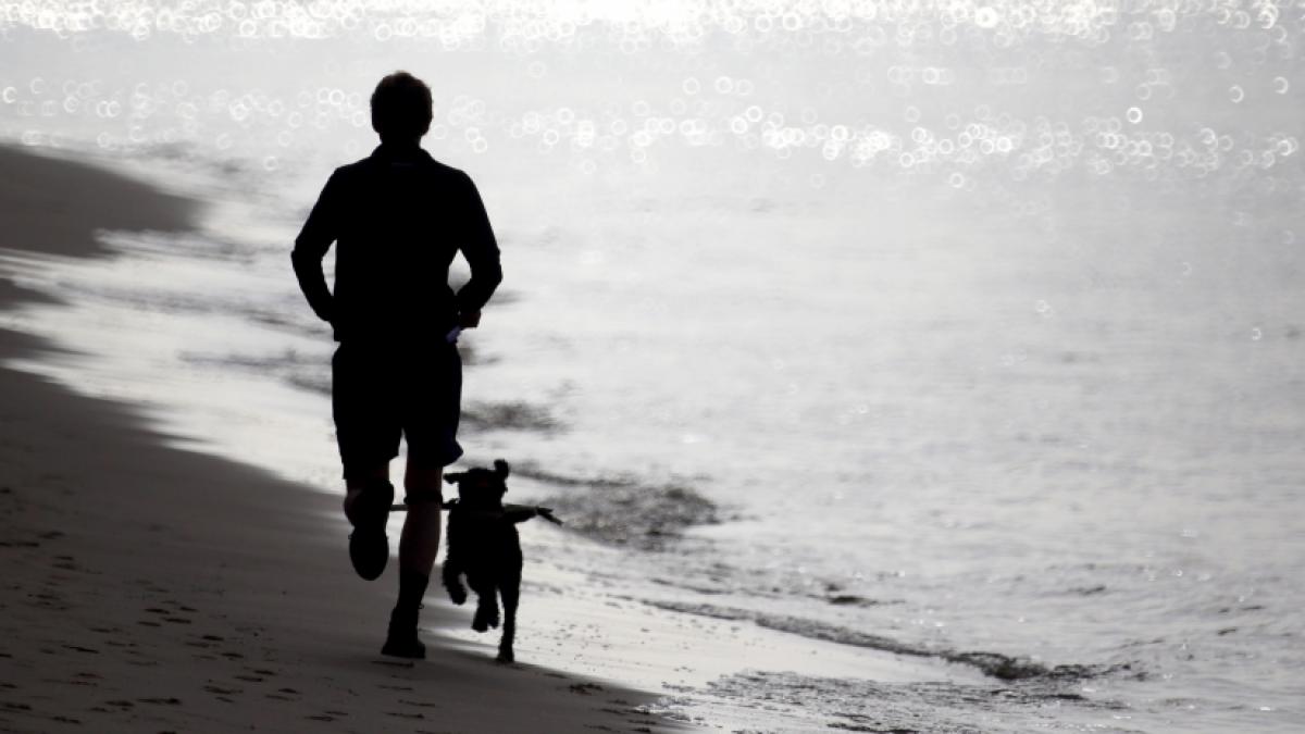 Ein Hund hat eine Joggerin angefallen. (Foto)