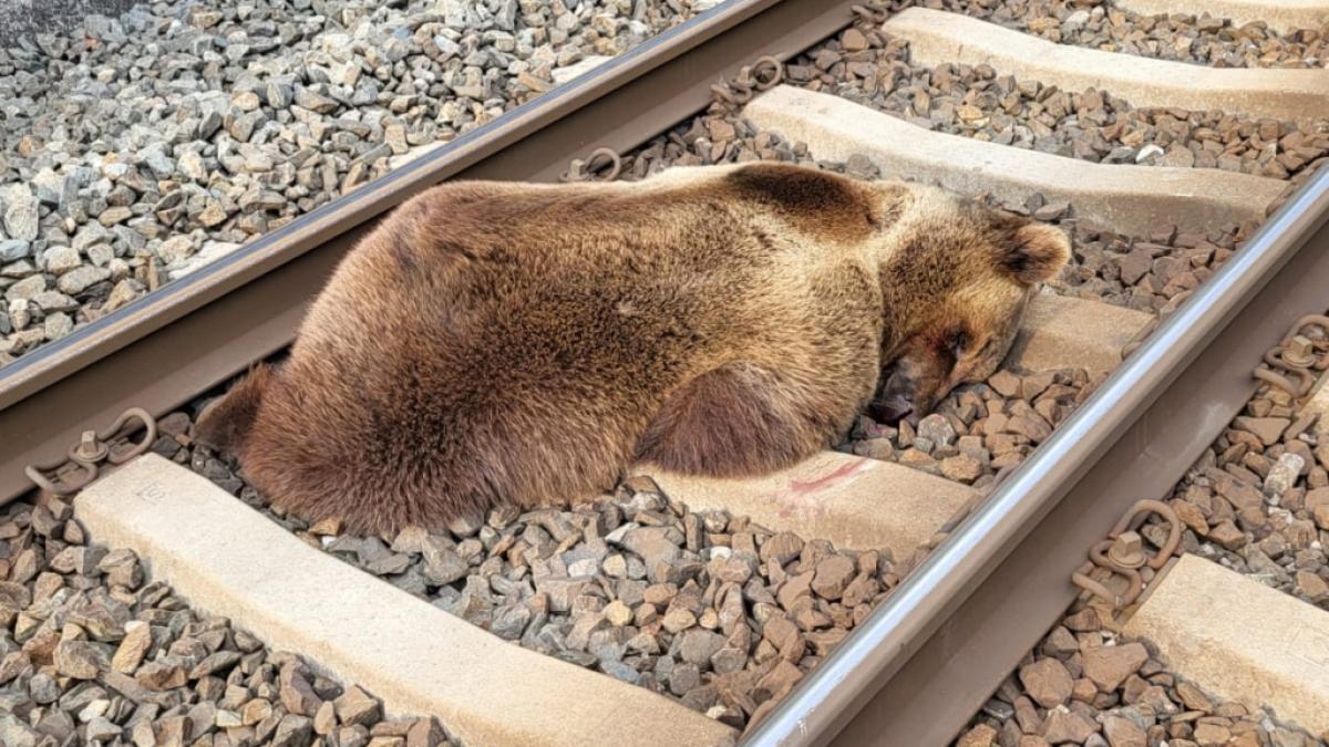 Der tote Braunb&auml;r liegt auf den Gleisen. (Foto)