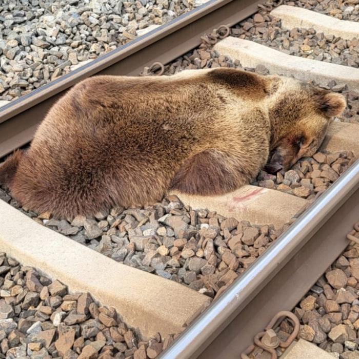 Bär kollidiert mit Zug! Aufnahmen zeigen Abtransport von Tier-Kadaver