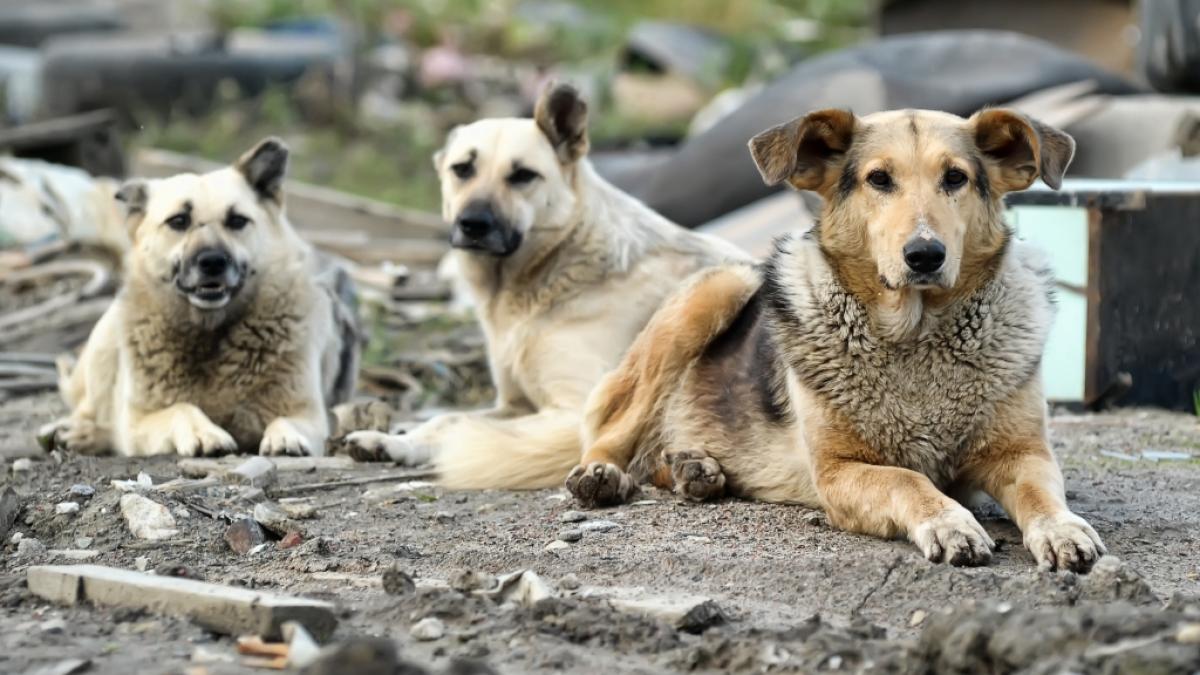 Eine Meute verwilderter Stra&szlig;enhunde hat einen Mann in Indien zu Tode zerfleischt (Symbolbild). (Foto)