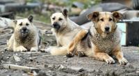 Eine Meute verwilderter Straßenhunde hat einen Mann in Indien zu Tode zerfleischt (Symbolbild).