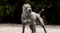Ein 34-jähriger Mann ist in der englischen Grafschaft Hampshire bei einer Hunde-Attacke tödlich verletzt worden (Symbolfoto).
