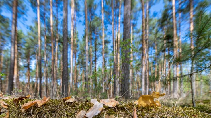 Die anhaltende Dürre macht der Natur zu schaffen.
