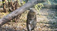 Wilder Leopard in Nepal
