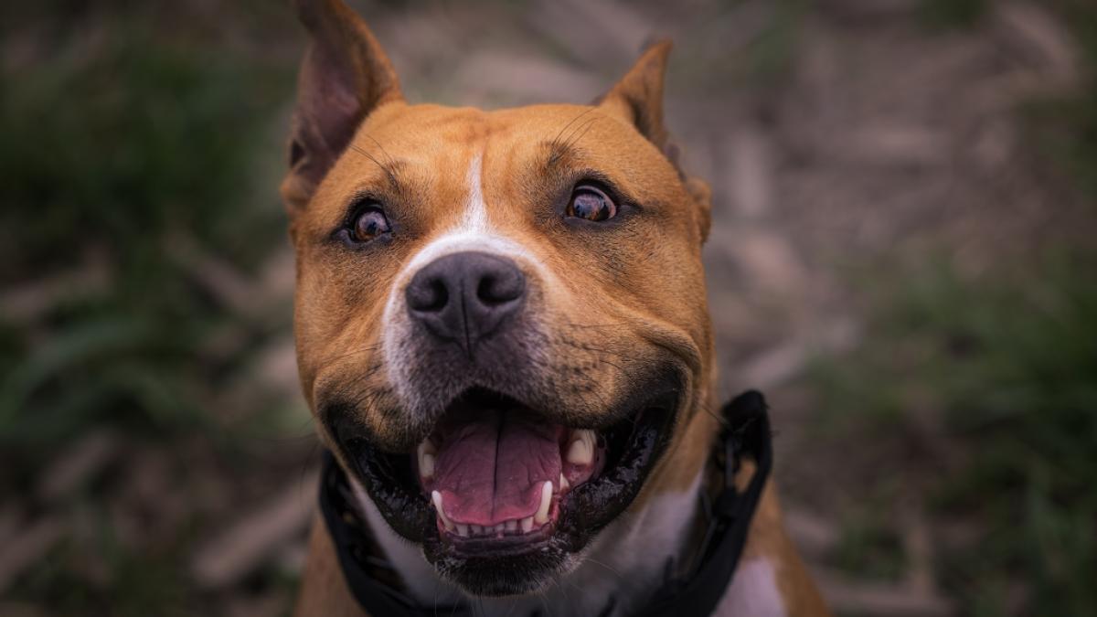 In den USA ist ein Junge von einem Familienhund zu Tode gebissen worden. (Symbolfoto) (Foto)