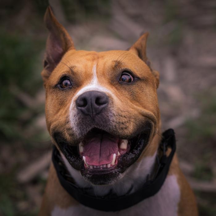 Echter Horror an Halloween! Kind (4) von Familienhund zerfleischt