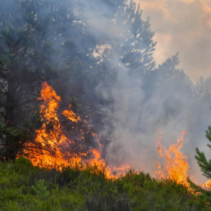 Wie verhält man sich bei Waldbränden richtig und sicher?