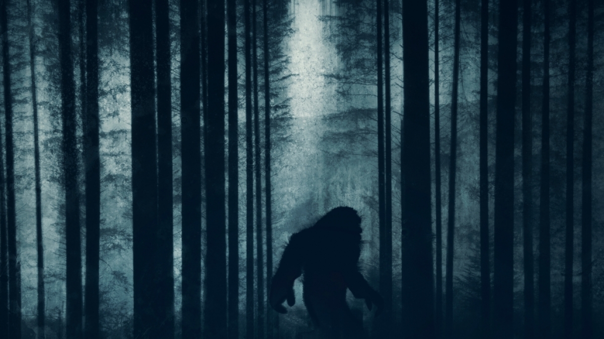 Erneut l&ouml;st ein unscharfes Foto aus den W&auml;ldern eines US-Bundesstaats f&uuml;r Bigfoot-Spekulationen. (Foto)