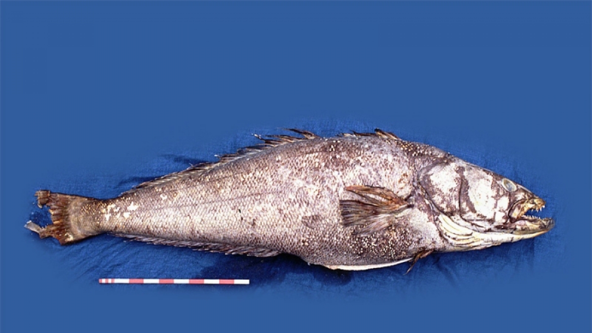 Schwarzer Seehecht (Foto)