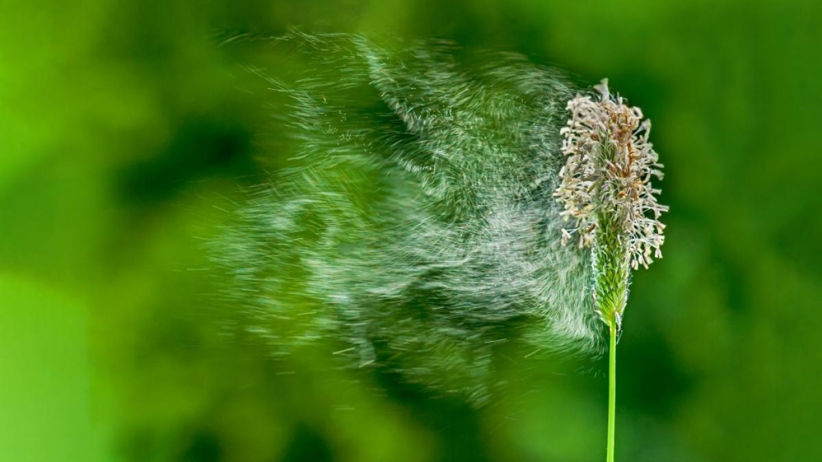 Aktuelle Daten zum Pollenflug in Ihrer Region auf news.de. (Foto)