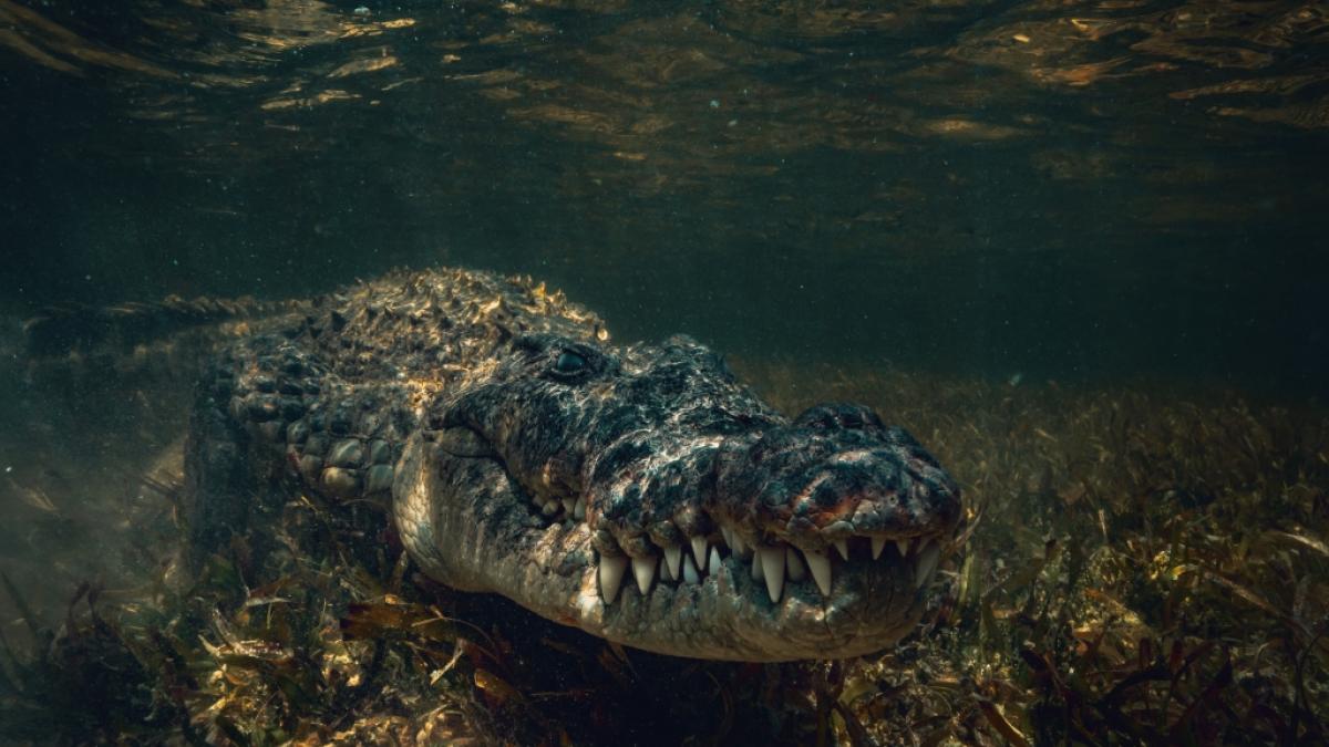 Immer wieder t&ouml;ten Krokodile Menschen. (Foto)
