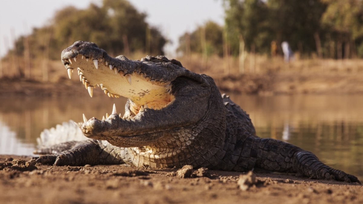 In Simbabwe ist ein 13-j&auml;hriges M&auml;dchen bei lebendigem Leib von einem Krokodil vertilgt worden (Symbolbild). (Foto)