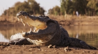 In Simbabwe ist ein 13-jähriges Mädchen bei lebendigem Leib von einem Krokodil vertilgt worden (Symbolbild).