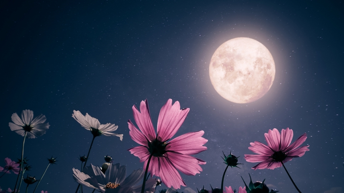 Im Mai erstrahlt der Vollmond als Flower Moon am Nachthimmel. (Foto)